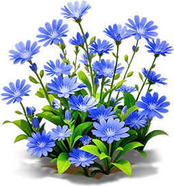 淡紫菊苣