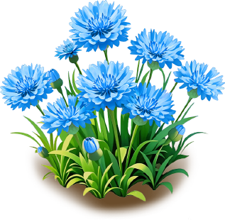 藍矢車菊