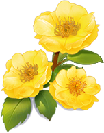 巧月·星眸應水