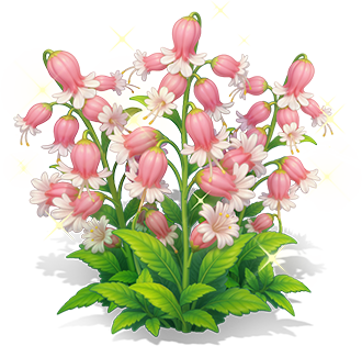 Honey-Pink White Campion