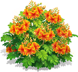 Orange-Glow Peacock Flower