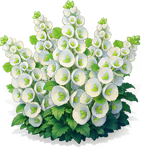 白玉貝殼花