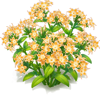 橙星花福祿考