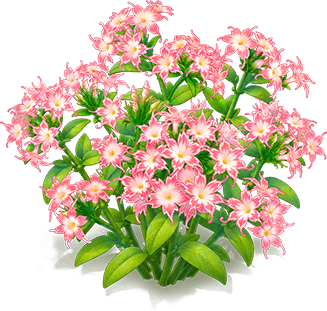 粉星花福祿考