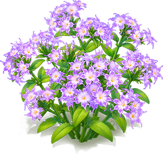 紫星花福祿考