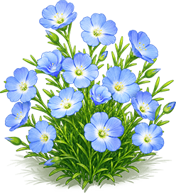 藍花亞麻