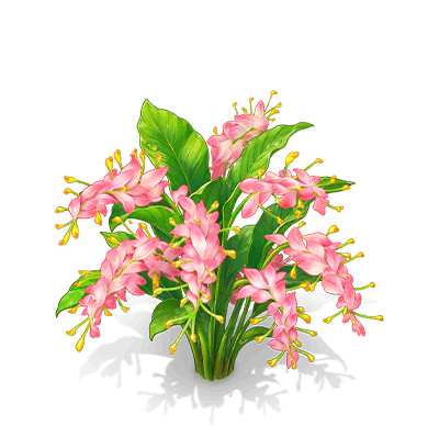桃粉舞花薑