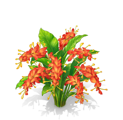 橘紅舞花薑