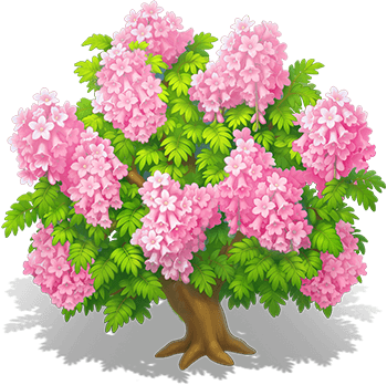 霜粉藍花楹