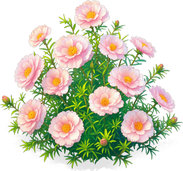 粉黛太陽花