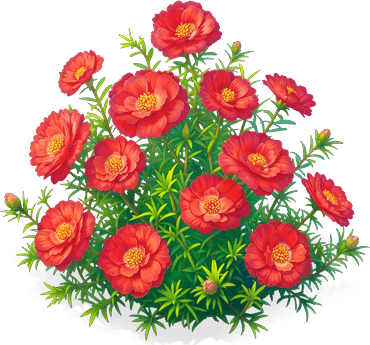 赤霞太陽花