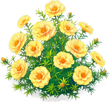 蜜金太陽花