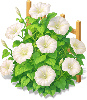 純白月光花